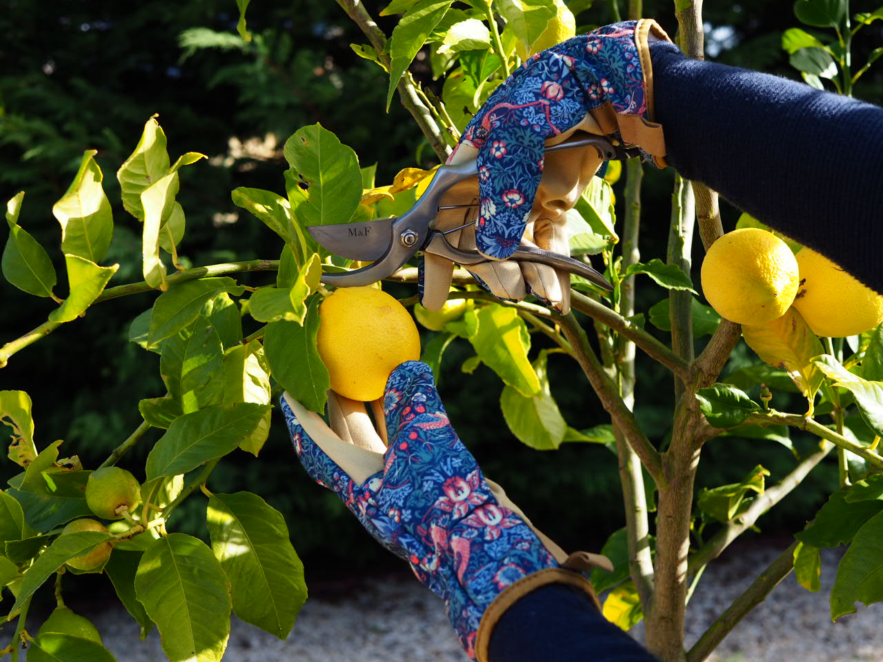 What To Do In Your Garden in November