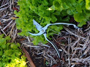<img src="image.png" alt="stainless steel gardening secateurs"> <img src="image.png" alt="gifts for gardening"> <img src="image.png" alt="vegetable garden"> <img src="image.png" alt="gardening gifts"> <img src="image.png" alt="veggies"> <img src="image.png" alt="secateurs">